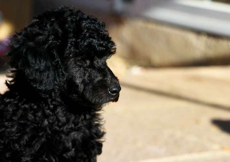 Camada 3L. La Cadiera Li Kan. Macho. 2 meses.