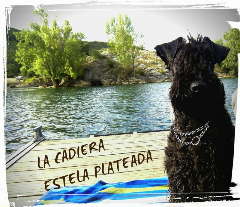 Kerry Blue Terrier. Ch. La Cadiera Estela Plateada. Kerry Blue Terrier. Ch. La Cadiera Estela Plateada.