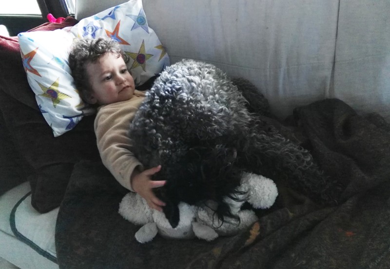 Ch. Bluemont Ena at La Cadiera. Kerry Blue Terrier. Mateo con Toreta. Ch. Bluemont Ena at La Cadiera. Kerry Blue Terrier. Mateo con Toreta.