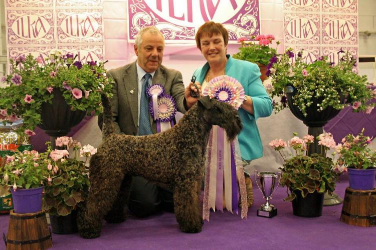 Kerry Blue Terrier. Multi Ch. Bluemont Ariel at Clanciarrai. Kerry Blue Terrier. Multi Ch. Bluemont Ariel at Clanciarrai.