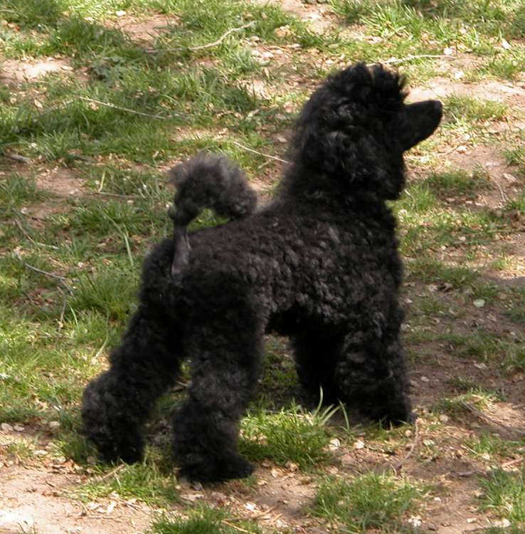 Caniche. Camada 3N. La Cadiera Negra Flor. 3meses.
