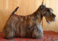 Scottish Terrier. Jerrymor Claudio.