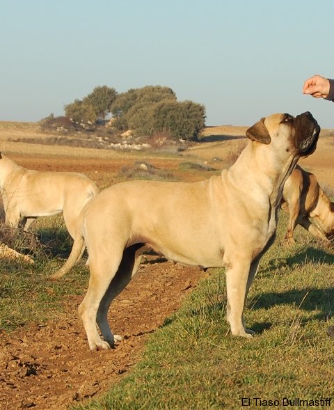 Bullmastiff. Tuffnell Lady Hawk.