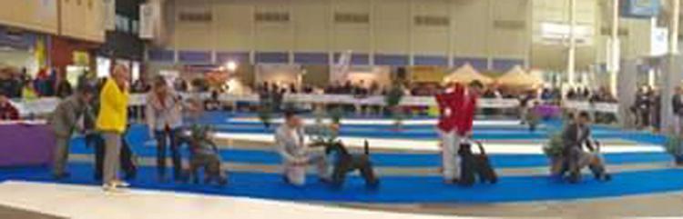 Kerry Blue Terrier. La Cadiera En Estado Puro. Exc. 2º RCAC..