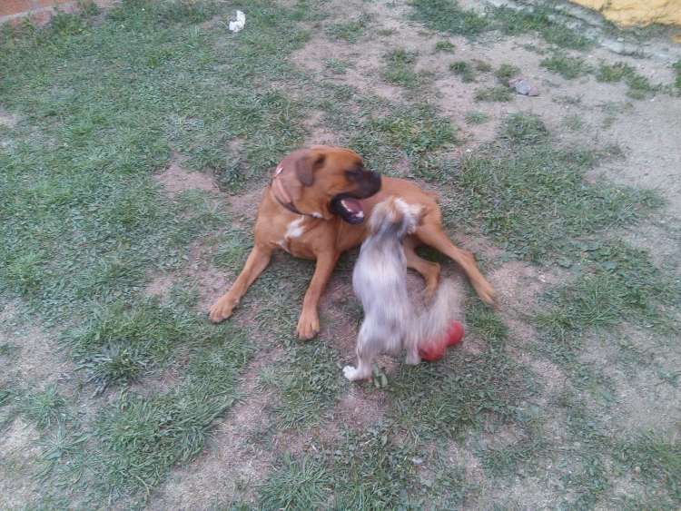 Coco y Nody jugando en su parque de la Residencia Canina La Cadiera en Avila