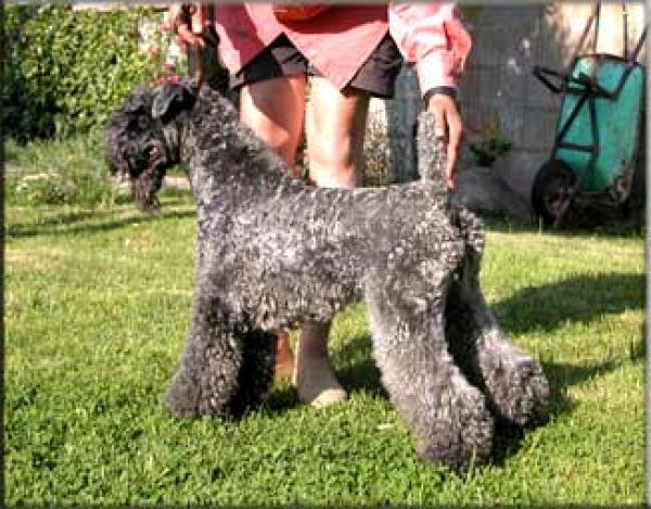 Kerry Blue Terrier. Cluainglas Ringleader. 