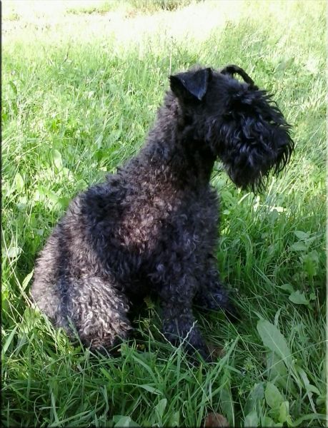 Kerry Blue Terrier. Izando Banderas de La Cadiera. 
