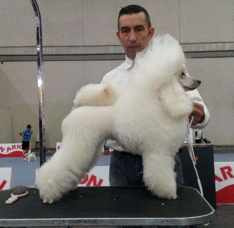 Caniche. Ch. Moja Variatsija Uvertura. Ch. Moja Variatsija Uvertura.