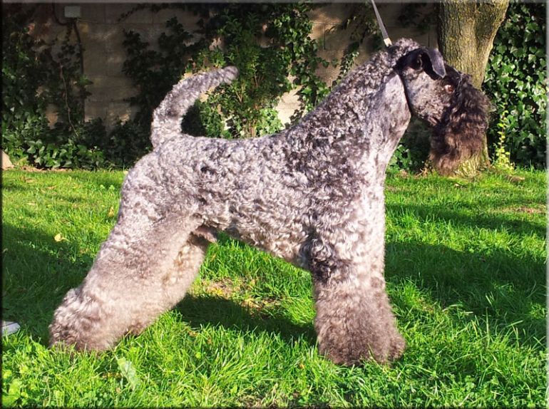 Kerry Blue Terrier. Ch. Watson de La Cadiera. Junior Champion y Ch.. 