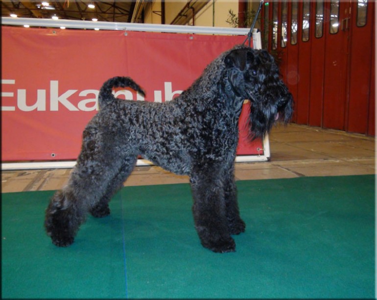 Kerry Blue Terrier. Ch. Yo Soy Saraoz de La Cadiera. Exc. 1ra-CAC-CACIB y BOS.  Kerry Blue Terrier. Ch. Yo Soy Saraoz de La Cadiera. Exc. 1ra-CAC-CACIB y BOS.