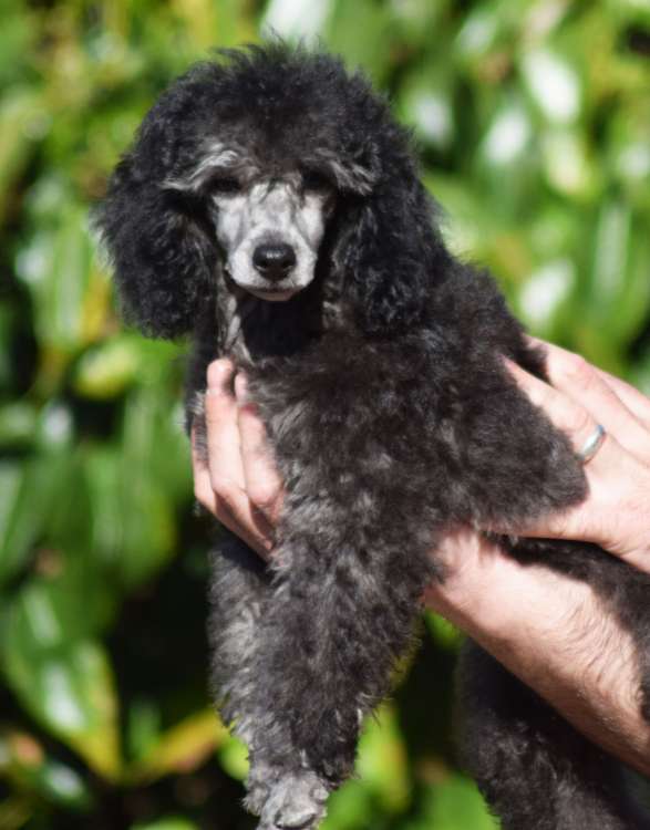 Caniche. Camada 3Q. La Cadiera Quimera.