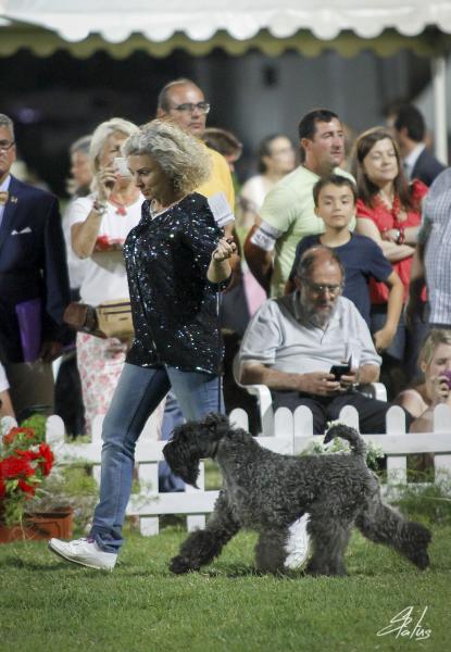 Kerry Blue Terrier.  Ch. La Cadiera Geisha. Exc.1a CAC CACIB BOB (QC)  .