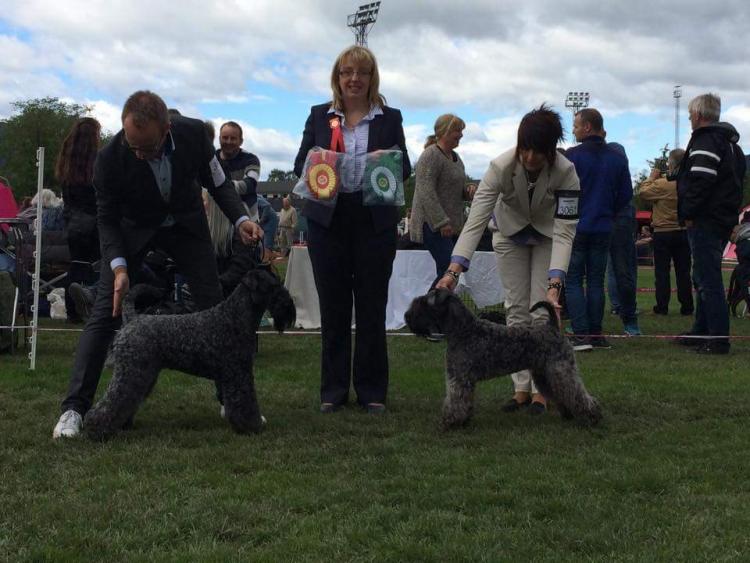 Kerry Blue Terrier. La Cadiera Galadriel.