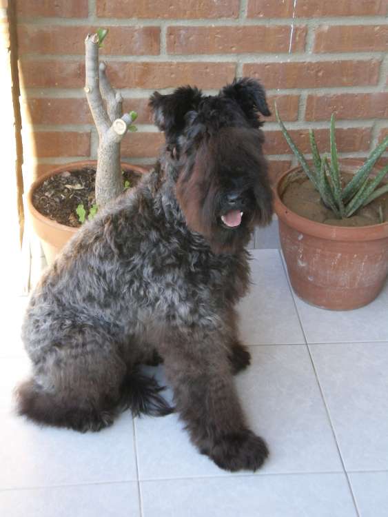 Sirena Azul De La Cadiera.