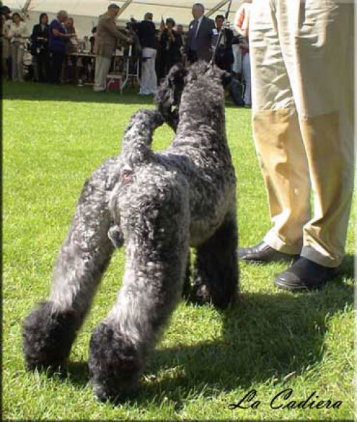 Kerry Blue Terrier.