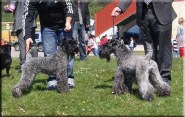 Kerry Blue Terrier. Ch. Multi Ch. Quinta Esencia de La Cadiera. Exc.. Exc.. 