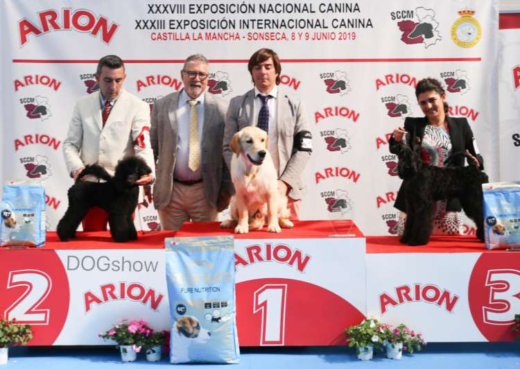 Caniche. Black Dominanta Grand Prix. M.B.1º   B.O.B. Puppy   B.O.G.    R.B.I.S.    .