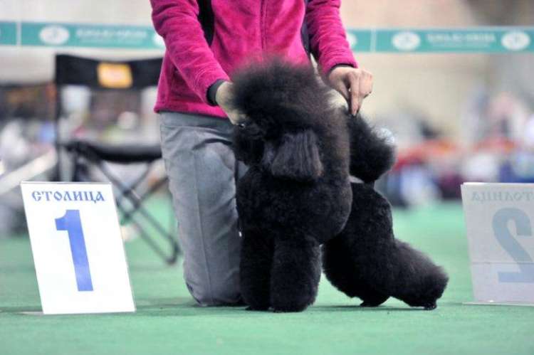 Ch. Smart Connection Heartbraker. Ch. Smart Connection Heartbraker.