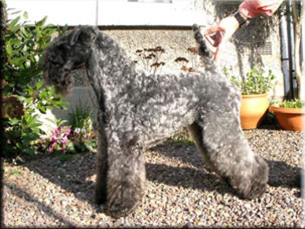 Kerry Blue Terrier. Ch. Misty Blue Dawn at Arigna. 