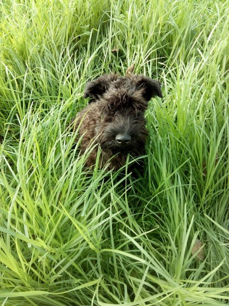La Cadiera Gandalf el Gris. Kerry Blue Terrier. Kerry Kei en el campo