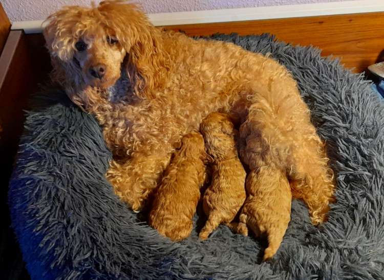 Caniche. Camada 2511.