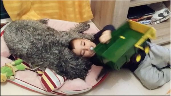 Kerry Blue Terrier. Tiramisu de La Cadiera. Lilu con Leo.