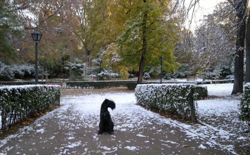 Ch. La Cadiera Dandy. Kerry Blue Terrier. La Cadiera Dandy. Ch. La Cadiera Dandy. Kerry Blue Terrier. La Cadiera Dandy.
