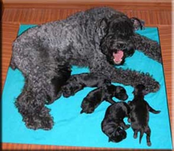 Kerry Blue Terrier. Camada 2J. 