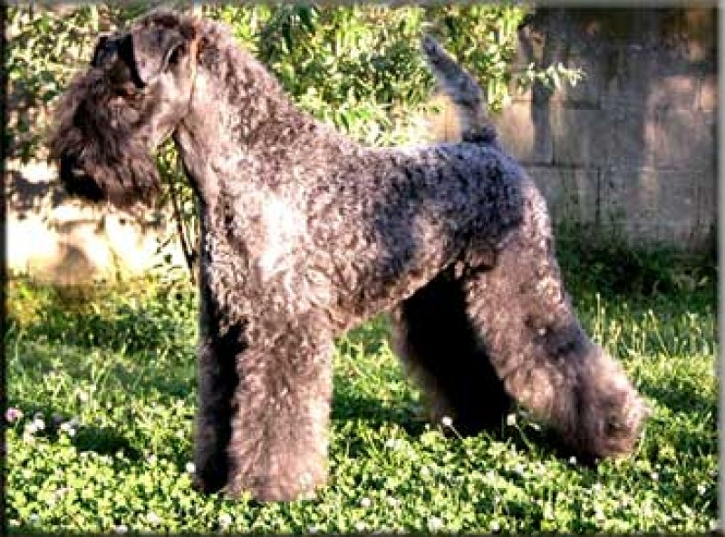 Kerry Blue Terrier.