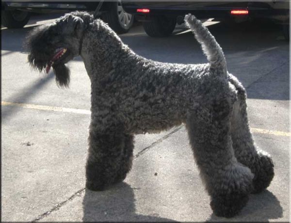 Kerry Blue Terrier. Multi Ch. Kerrydom Court Jack Sparrow La Cadiera Kerry Blue Terrier. Multi Ch. Kerrydom Court Jack Sparrow La Cadiera