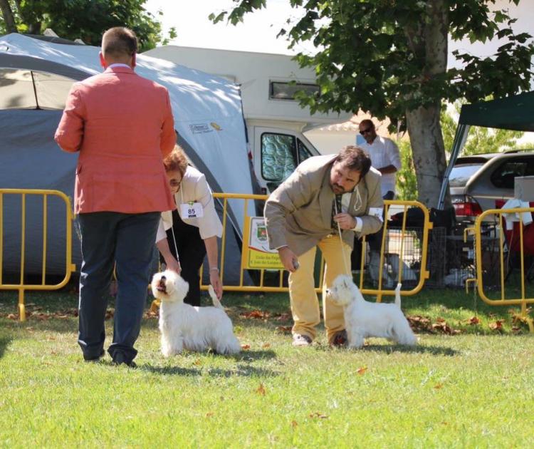 West Highland White Terrier.
