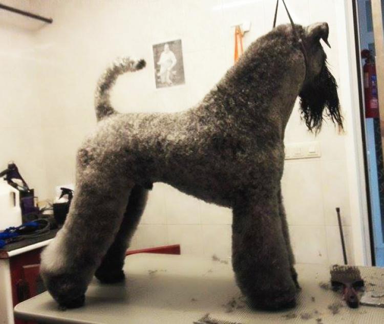 Ch. Angus de Liott. Kerry Blue Terrier.