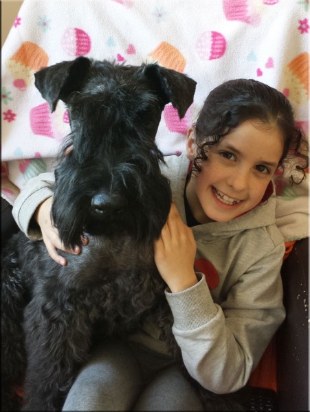 Kerry Blue Terrier.