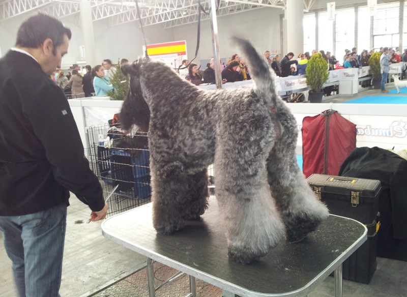 Kerry Blue Terrier. Corben Dallas de La Cadiera.