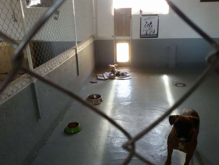 Coco y Nody en su parque de la Residencia Canina La Cadiera en Avila