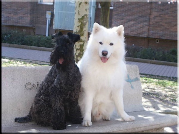 Kerry Blue Terrier. Ch. Yaztal de La Cadiera. Con un coleguilla !