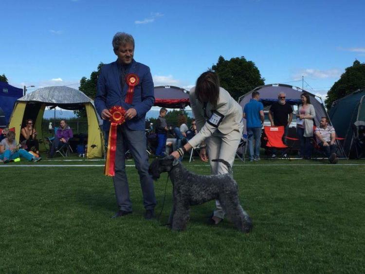 Kerry Blue Terrier. La Cadiera Galadriel.