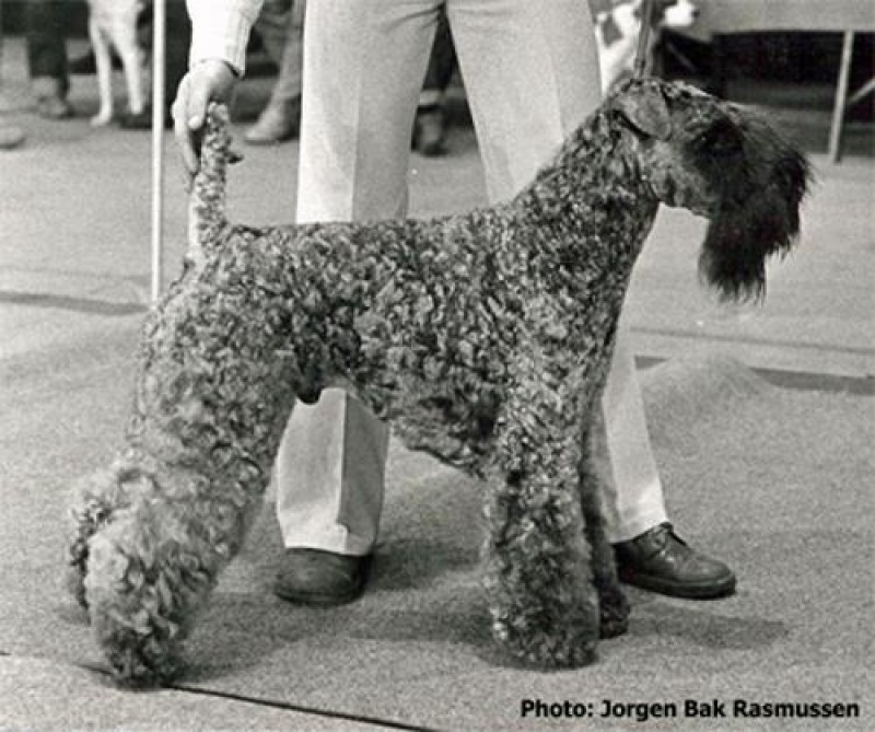 Kerry Blue Terrier. Louisburgh Moving The Wind