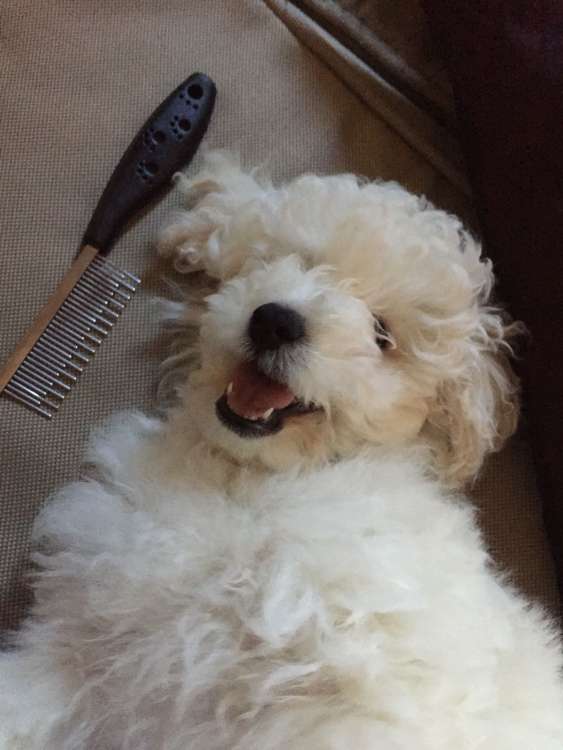 Camada 3J Caniche Enano. Jon Nieve con casi 3 meses.