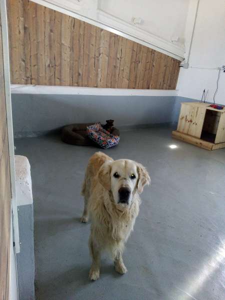 Aston mirandonos en su parque del Hotel Canino La Cadiera. Residencia canina Avila