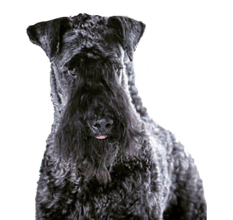 Kerry Blue Terrier. Multi Ch. La Cadiera Diamonds Are Forever.