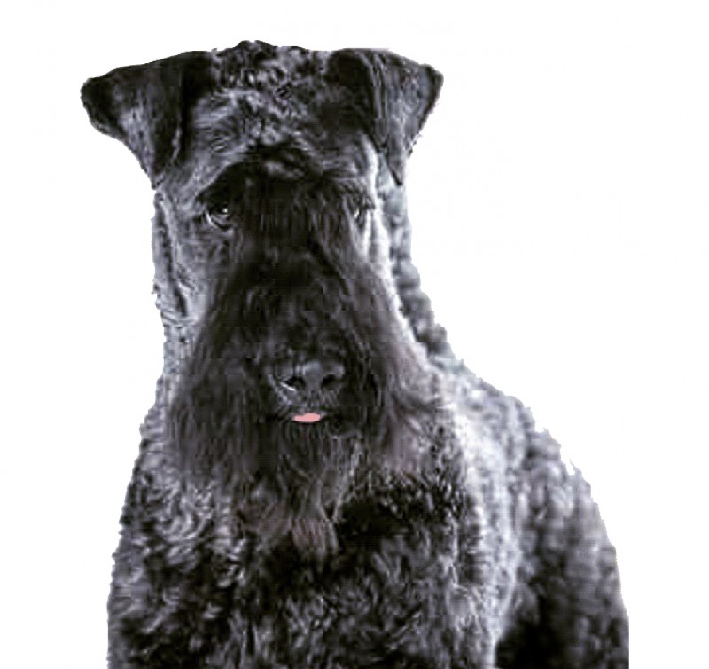 Kerry Blue Terrier. Multi Ch. La Cadiera Diamonds Are Forever. Kerry Blue Terrier. Multi Ch. La Cadiera Diamonds Are Forever.