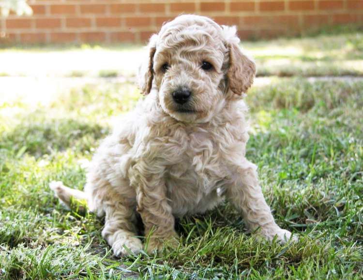 Camada 3L. Con 1 mes. La Cadiera Leonidas. Macho.