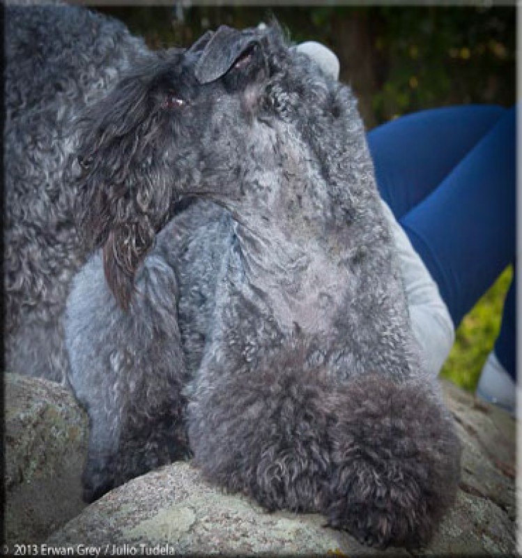 M.Ch. Reina de Saba de La Cadiera