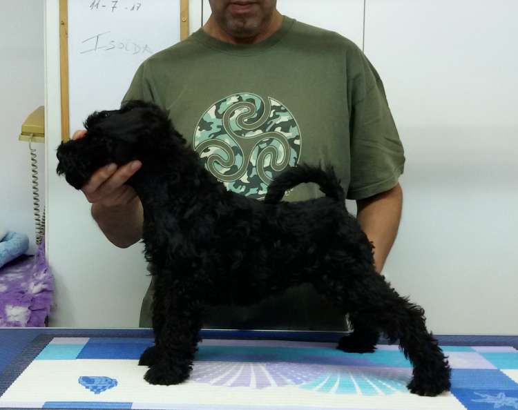 Kerry Blue Terrier. La Cadiera Isolda. 2 months old.