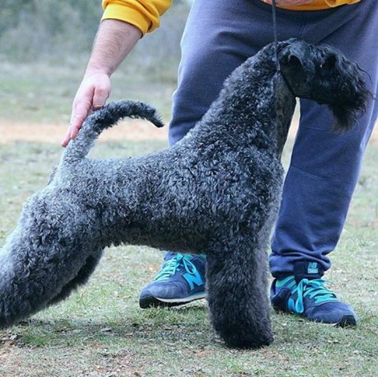 Kerry Blue Terrier.  Ch. Bluemont Analivia Purabella at La Cadiera.