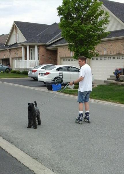 Kerry Blue Terrier. Ch. La Cadiera Dandy.