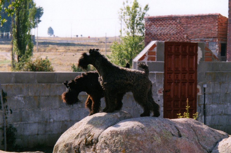 Kerry Blue Terrier. Costa Dor Dreamtime. Kerry Blue Terrier. Costa Dor Dreamtime.