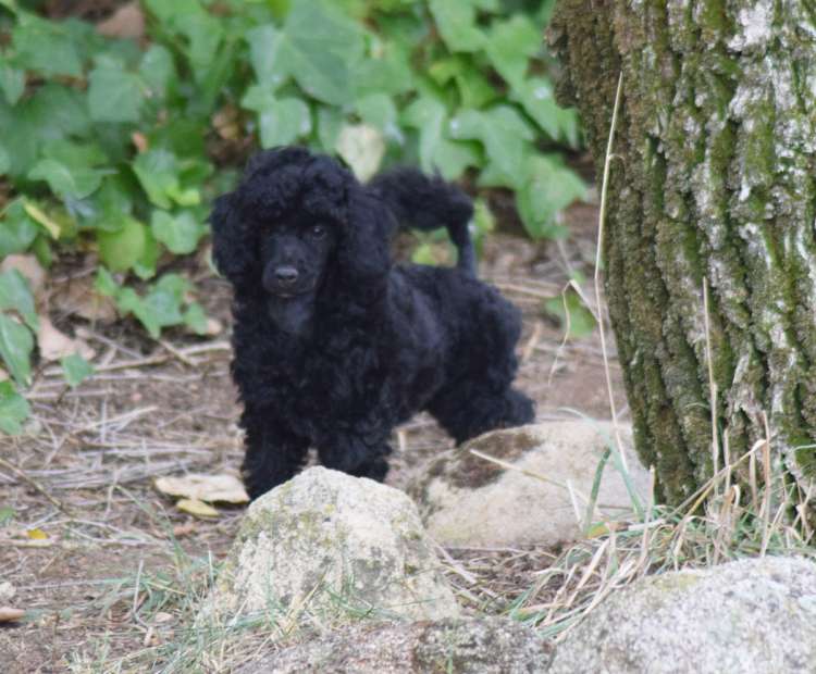 Caniche. Camada 3O. La Cadiera Ole Tu con 2 meses.