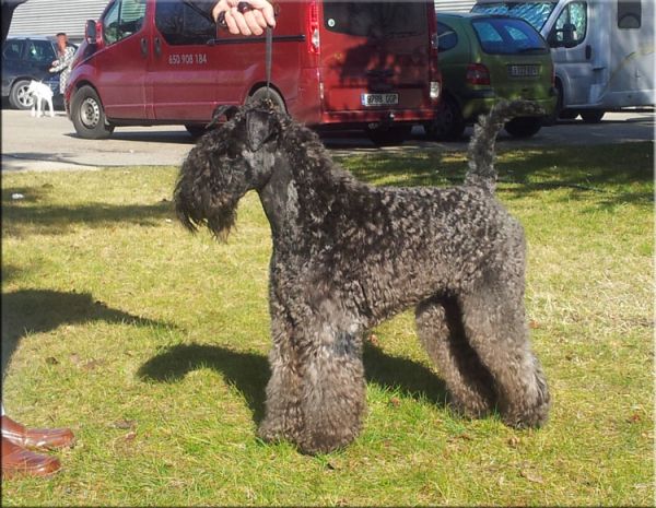 Kerry Blue Terrier. La Cadiera Dandy.  Kerry Blue Terrier. La Cadiera Dandy.